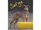 Adopt Sarge a Brown/Chocolate - with Black Husky / Shepherd (Unknown Type) /