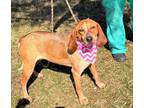 Adopt Scarlett a Red/Golden/Orange/Chestnut Hound (Unknown Type) / Mixed dog in