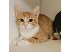 Sprout, Domestic Shorthair For Adoption In Columbia, Missouri