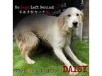 Adopt Daisy 7391 a Tan/Yellow/Fawn Golden Retriever / Mixed dog in Scarborough