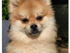Adopt Tom a Tan/Yellow/Fawn Pomeranian / Mixed dog in Westport, CT (34857478)