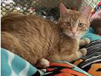 Adopt Spike a Orange or Red Tabby Domestic Shorthair (short coat) cat in
