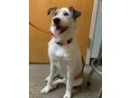 Adopt miss layla a Mixed Breed