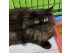Adopt Toothless a Domestic Long Hair