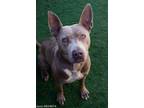 Adopt JUNO a Pit Bull Terrier, Mixed Breed