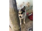 Adopt Choas a Cattle Dog, Mixed Breed