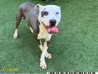 Adopt AZTEC a American Staffordshire Terrier