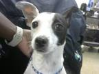 Adopt JOVIE a Manchester Terrier
