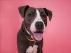 Adopt PATIENCE a Pit Bull Terrier, Mixed Breed