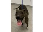 Adopt Neve a Pit Bull Terrier, Mixed Breed