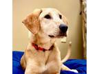 Adopt Sasha a Labrador Retriever, Hound