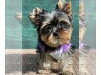 Yorkshire Terrier PUPPY FOR SALE ADN-550254 - Gorgeoussss boy