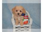 Maltipoo PUPPY FOR SALE ADN-550489 - TINY TOY MALTIPOO CHANCE