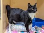 Adopt Roxy (foster to adopt) a Domestic Short Hair