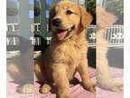 Golden Retriever PUPPY FOR SALE ADN-550409 - Golden Retriever puppy