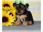 Yorkshire Terrier PUPPY FOR SALE ADN-550337 - Suzie yorkie