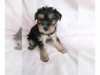 Yorkshire Terrier PUPPY FOR SALE ADN-550437 - YORKIE FEMALE