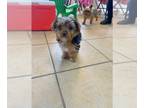 Yorkshire Terrier PUPPY FOR SALE ADN-550784 - Yorkie pup