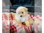 Pom-A-Poo PUPPY FOR SALE ADN-550566 - Fluffy babies