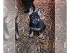 German Shepherd Dog PUPPY FOR SALE ADN-550516 - Ready Valentine Day Purebred