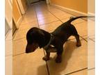 Dachshund PUPPY FOR SALE ADN-550043 - Male dachshund needs home