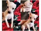 Chihuahua PUPPY FOR SALE ADN-550128 - Full breed Chihuahua
