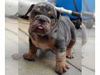 English Bulldog PUPPY FOR SALE ADN-550765 - Mini English Bulldog Puppies Read