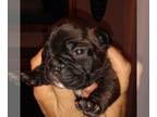 French Bulldog PUPPY FOR SALE ADN-550346 - French bulldogs AKC registered 2