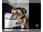 Yorkshire Terrier PUPPY FOR SALE ADN-550352 - Yorkie puppy female