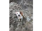Adopt Turtle Dove a Pit Bull Terrier, Mixed Breed