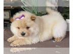 Chow Chow PUPPY FOR SALE ADN-550609 - Beautiful Cream Chow Chow Puppies for sale