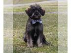 Schnoodle (Miniature) PUPPY FOR SALE ADN-550661 - Schnoodle puppies