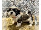 Shih Tzu PUPPY FOR SALE ADN-550563 - Gorgeous ICA Registered SHih Tzu Puppies