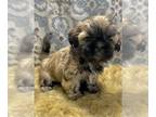 Shih Tzu PUPPY FOR SALE ADN-550564 - Gorgeous ICA Registered SHih Tzu Puppies
