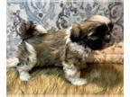 Shih Tzu PUPPY FOR SALE ADN-550565 - Gorgeous ICA Registered SHih Tzu Puppies