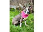 Adopt Jubilee a Pit Bull Terrier