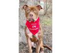 Adopt Harrison a Pit Bull Terrier