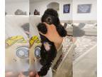 Poodle (Miniature) PUPPY FOR SALE ADN-550796 - miniature poodles