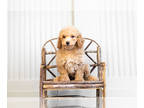 Poodle (Toy) PUPPY FOR SALE ADN-550381 - Adorable AKC Toy and Mini Poodle