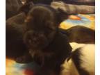 Yorkshire Terrier PUPPY FOR SALE ADN-550541 - Yorkie Babies