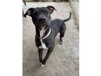 Adopt Lilly H-2 HOLD a Pit Bull Terrier