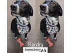 Adopt Kendra a Mixed Breed