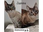Adopt Jasmine a Domestic Short Hair
