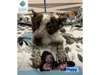 Adopt Poppy a Australian Cattle Dog / Blue Heeler