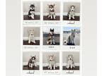 Siberian Husky PUPPY FOR SALE ADN-550780 - Siberian Husky Puppies