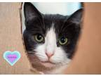 Adopt Xyla a Domestic Short Hair