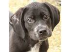 Adopt Bentley a Labrador Retriever, English Coonhound