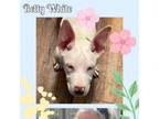 Adopt Betty White a Jack Russell Terrier