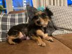 Adopt Mollie (momma) a Yorkshire Terrier