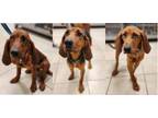 Adopt 23940 A-C a Redbone Coonhound